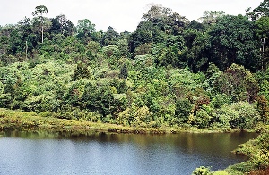 thailand-jungle